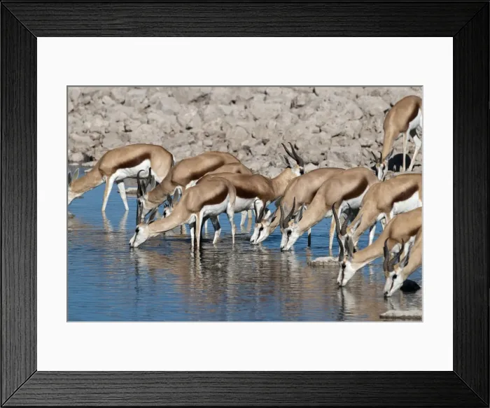 Framed Print : Springbuck - group drinking at water hole - Etosha National Park - Namibia Framed Print : Springbuck - group drinking at water hole - Etosha National Park - Namibia