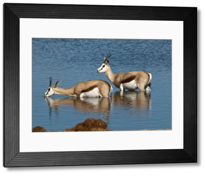 Framed Print : Springbuck - two standing in deep water - one drinking - Etosha National Park - Namibia Framed Print : Springbuck - two standing in deep water - one drinking - Etosha National Park - Namibia