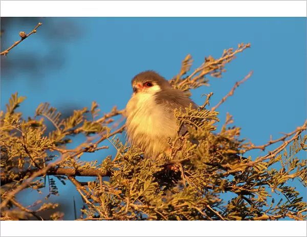 Pygmy falcon - male in early morning sun - Etosha National park - Namibia