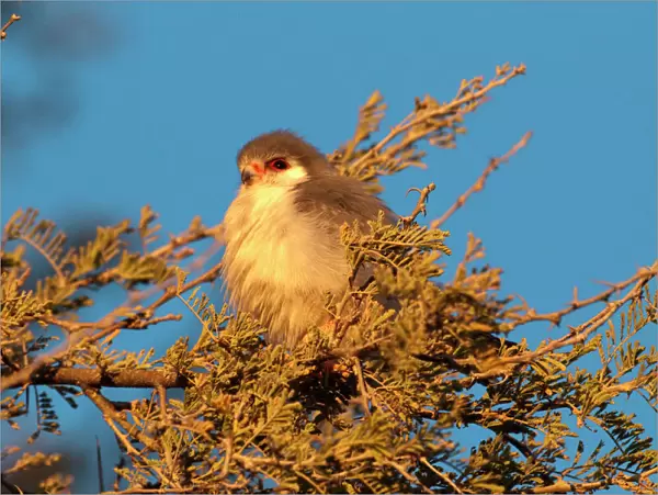 Pygmy falcon - male in early morning sun - Etosha National park - Namibia