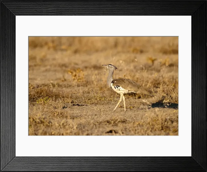 Framed Print : Cori Bustard - standing in evening light - Etosha National Park - Namibia Framed Print : Cori Bustard - standing in evening light - Etosha National Park - Namibia