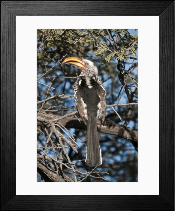 Framed Print : Southern Yellow-billed Hornbill - back view sitting in thorn tree - Etosha National Park - Namibia Framed Print : Southern Yellow-billed Hornbill - back view sitting in thorn tree - Etosha National Park - Namibia