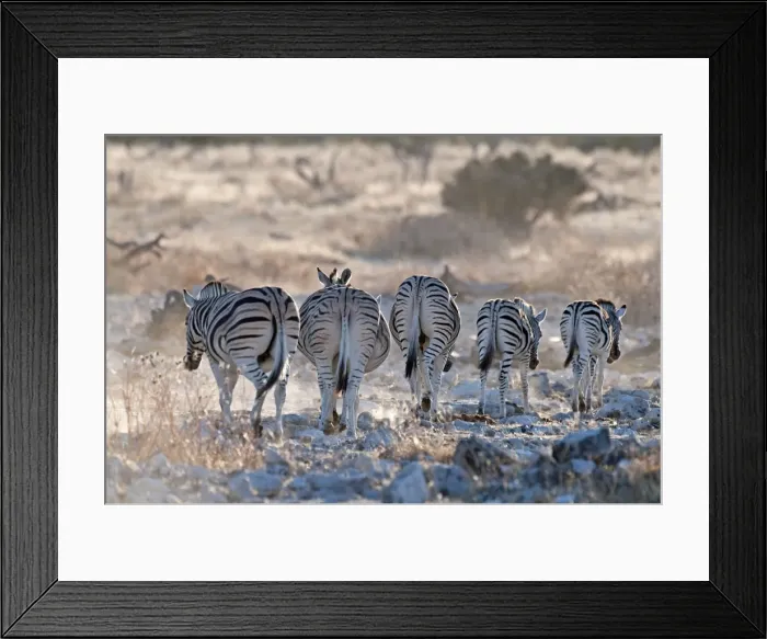Framed Print : Common zebra - rear view - leaving water hole in evening light - Etosha National Park - Namibia Framed Print : Common zebra - rear view - leaving water hole in evening light - Etosha National Park - Namibia