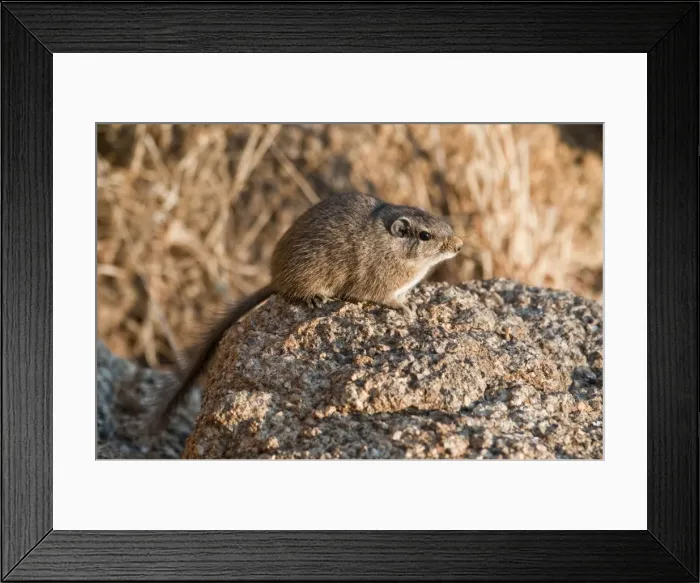 Framed Print : Noki / Dassie Rat - sitting on rock in early morning light - Namibia Framed Print : Noki / Dassie Rat - sitting on rock in early morning light - Namibia