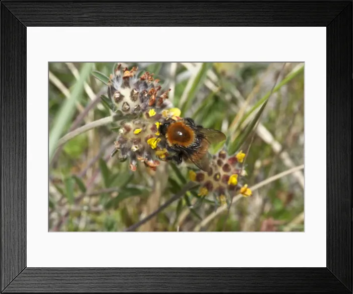 Framed Print : Bumblebee - North Uist - Outer Hebrides - Scotland Framed Print : Bumblebee - North Uist - Outer Hebrides - Scotland