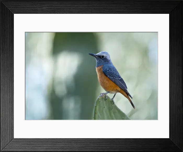 Framed Print : Short-toed rock thrush - male perched on cacti - Mowani Mountain Camp - Namibia Framed Print : Short-toed rock thrush - male perched on cacti - Mowani Mountain Camp - Namibia