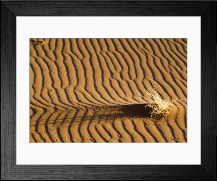 Framed Print : Sand patterns - with dry shrub and animal tracks - Early light - Sossusvlei Namibia Framed Print : Sand patterns - with dry shrub and animal tracks - Early light - Sossusvlei Namibia