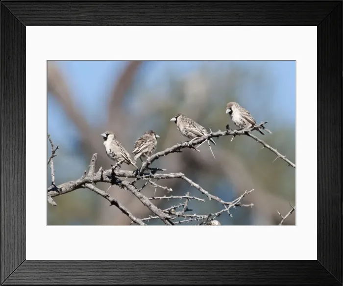 Framed Print : Social / Sociable Weavers - four sitting on dead branch - Etosha National Park - Namibia Framed Print : Social / Sociable Weavers - four sitting on dead branch - Etosha National Park - Namibia