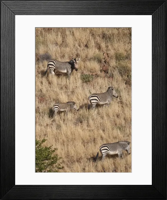Framed Print : Hartmann's mountain zerbra - Group on hillside - Northern Namibia Framed Print : Hartmann's mountain zerbra - Group on hillside - Northern Namibia