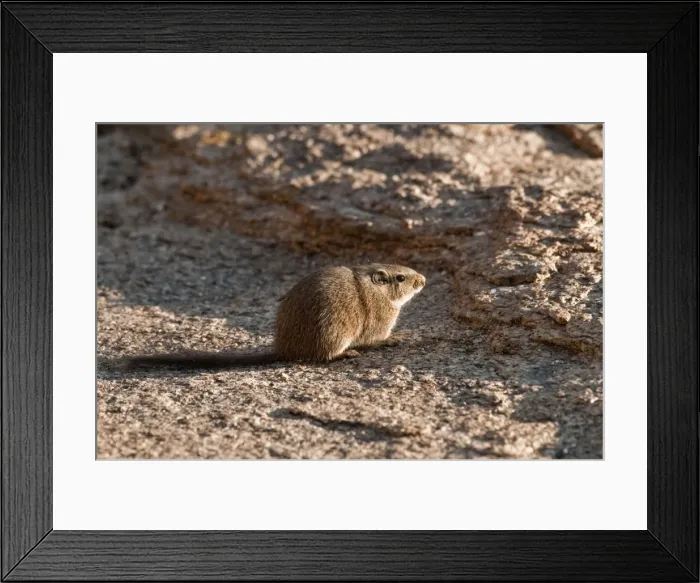 Framed Print : Noki / Dassie Rat - sitting on rock - Namibia Framed Print : Noki / Dassie Rat - sitting on rock - Namibia