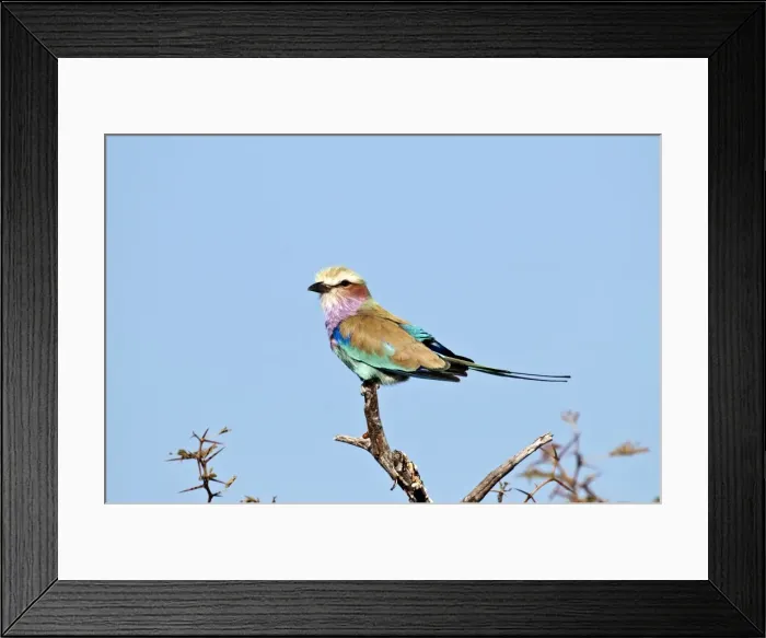 Framed Print : Lilac-breasted Roller - perched on dead branch - Etosha National Park - Namibia Framed Print : Lilac-breasted Roller - perched on dead branch - Etosha National Park - Namibia