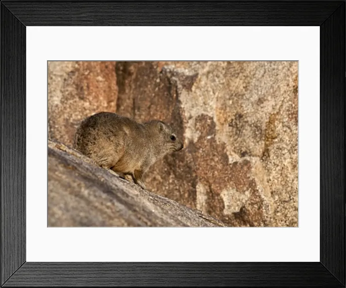Framed Print : Rock hyraxes - on rock - Namibia Framed Print : Rock hyraxes - on rock - Namibia