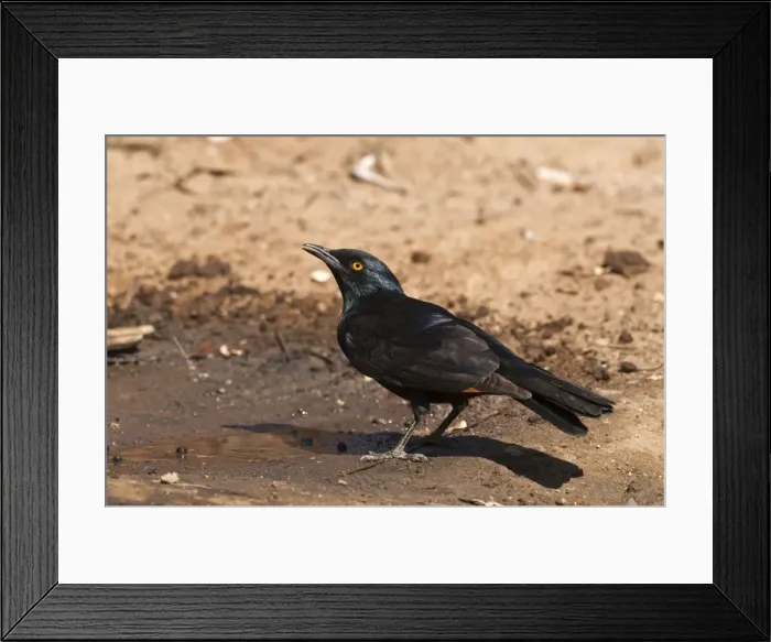 Framed Print : Palewinged starling - Drinking from puddle - Namibia Framed Print : Palewinged starling - Drinking from puddle - Namibia