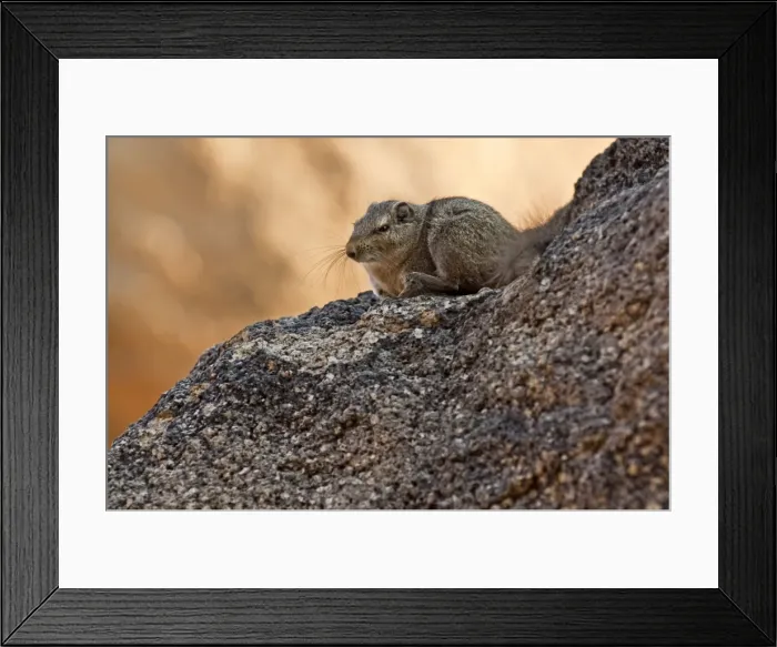 Framed Print : Noki / Dassie Rat - sitting on rock - Namibia Framed Print : Noki / Dassie Rat - sitting on rock - Namibia