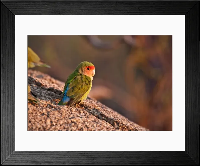 Framed Print : Rosyfaced lovebird - sitting on rock in early morning light - Namibia