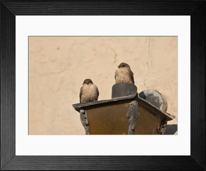 Framed Print : Rock martins - perched on side of building - Mowani Mountain Camp - Namibia Framed Print : Rock martins - perched on side of building - Mowani Mountain Camp - Namibia