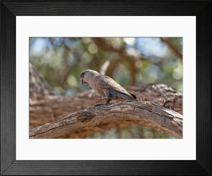Framed Print : Ruppell's parrot - standing on thick branch - Namibia Framed Print : Ruppell's parrot - standing on thick branch - Namibia