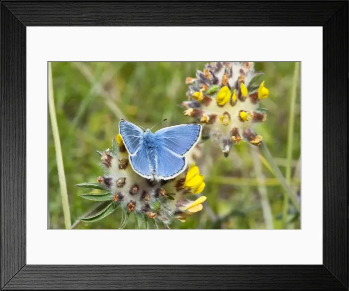 Framed Print : Common Blue Butterfly - feeding on kidney vetch - North Uist - Outer Hebrides - Scotland Framed Print : Common Blue Butterfly - feeding on kidney vetch - North Uist - Outer Hebrides - Scotland