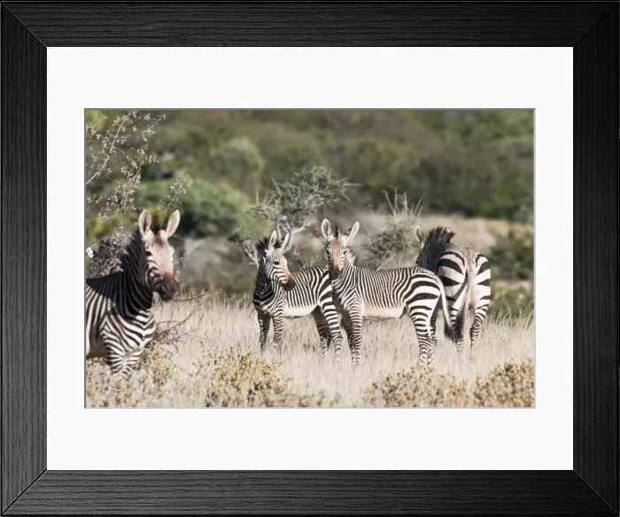Framed Print : Hartmann's mountain zebra - Group in scrub - Northern Namibia Framed Print : Hartmann's mountain zebra - Group in scrub - Northern Namibia