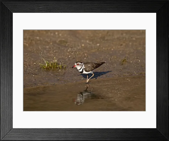 Framed Print : Three-banded Plover - at edge of water - Namibia Framed Print : Three-banded Plover - at edge of water - Namibia