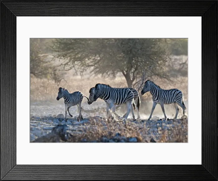 Framed Print : Common zebra - approaching water hole in evening light - Etosha National Park - Namibia Framed Print : Common zebra - approaching water hole in evening light - Etosha National Park - Namibia