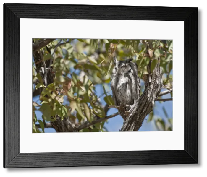 Framed Print : Whitefaced Owl - roosting in tree - Namibia Framed Print : Whitefaced Owl - roosting in tree - Namibia