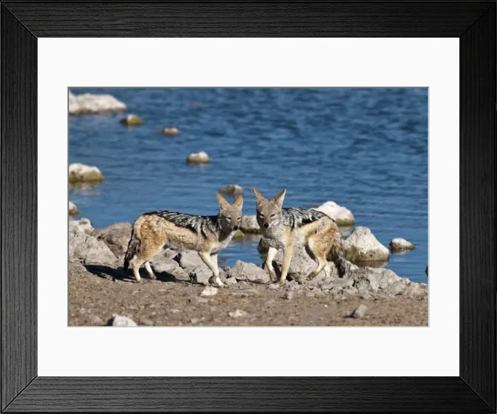Framed Print : Black-backed Jackal - pair standing with water hole behind - Etosha National Park - Namibia Framed Print : Black-backed Jackal - pair standing with water hole behind - Etosha National Park - Namibia