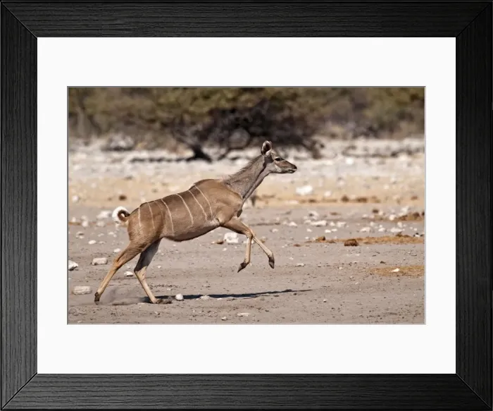 Framed Print : Greater Kudu - female running - Etosha National Park - Namibia Framed Print : Greater Kudu - female running - Etosha National Park - Namibia