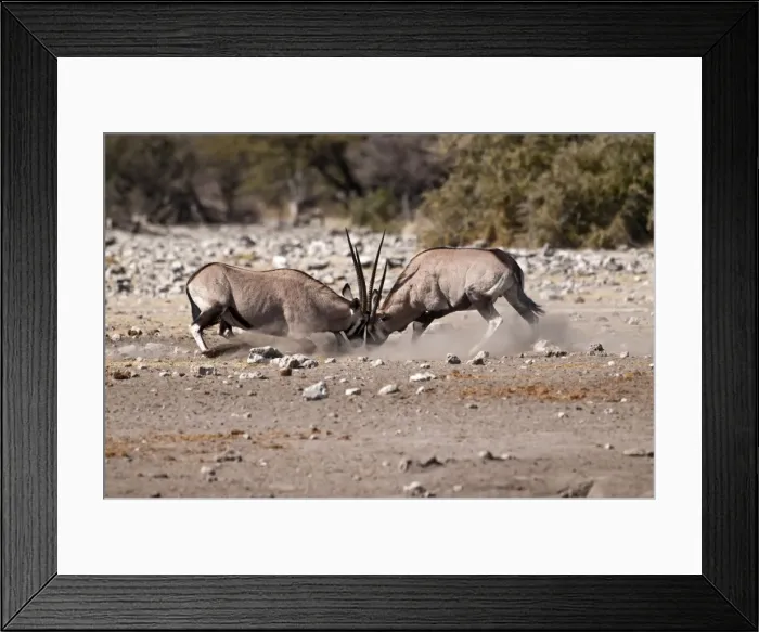 Framed Print : Gemsbok - pair fighting - Etosha National Park - Namibia Framed Print : Gemsbok - pair fighting - Etosha National Park - Namibia