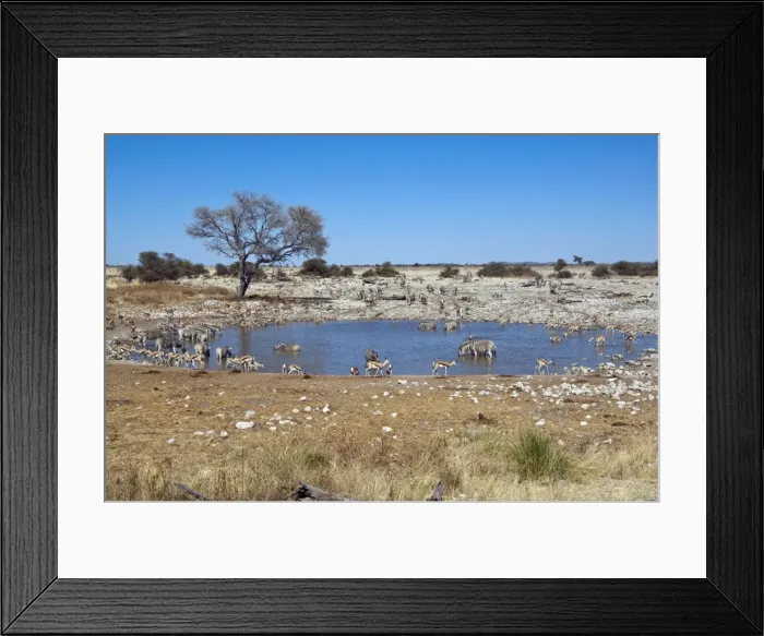 Framed Print : Water hole - various species drinking - Etosha National Park - Namibia Framed Print : Water hole - various species drinking - Etosha National Park - Namibia