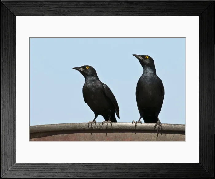 Framed Print : Palewinged starlings - pair on edge of water tank - Namibia Framed Print : Palewinged starlings - pair on edge of water tank - Namibia