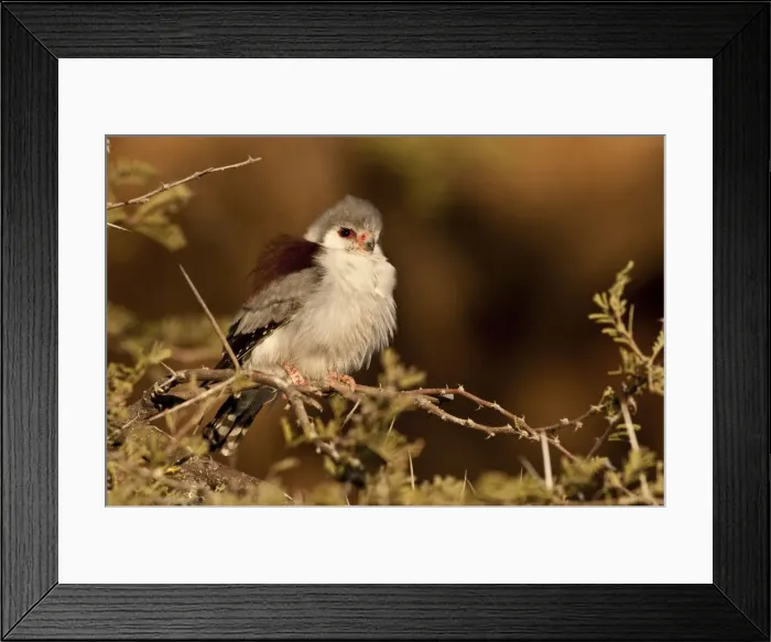 Framed Print : Pygmy falcon - female near nest in early morning sun - Etosha National Park - Namibia Framed Print : Pygmy falcon - female near nest in early morning sun - Etosha National Park - Namibia