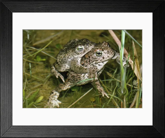 Framed Print : Natterjack Toad - pair mating UK