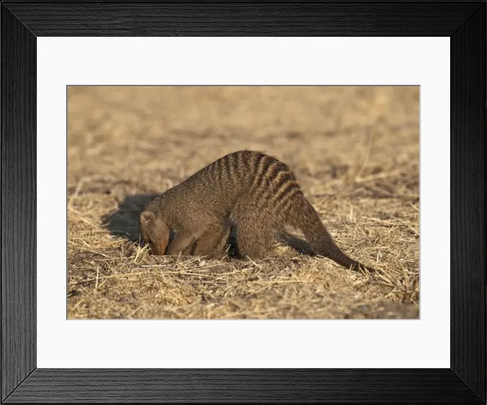 Framed Print : Banded Mongoose - digging - Etosha National Park - Namibia Framed Print : Banded Mongoose - digging - Etosha National Park - Namibia