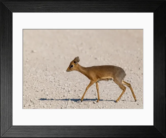 Framed Print : Kirk's Dikdik - crossing road - Etosha National Park - Namibia Framed Print : Kirk's Dikdik - crossing road - Etosha National Park - Namibia