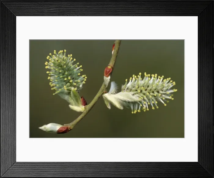 Framed Print : Grey Sallow Catkins UK Framed Print : Grey Sallow Catkins UK