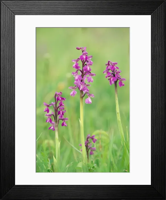 Framed Print : Green winged Orchid Lincolnshire, England Framed Print : Green winged Orchid Lincolnshire, England