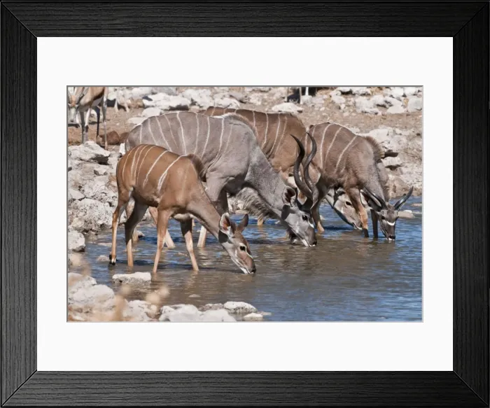 Framed Print : Greater kudu - group drinking at water hole - Etosha National Park - Namibia Framed Print : Greater kudu - group drinking at water hole - Etosha National Park - Namibia