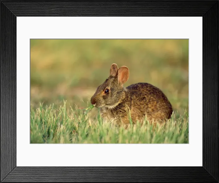 Framed Print : Marsh Rabbit -eating - Everglades Florida USA Framed Print : Marsh Rabbit -eating - Everglades Florida USA