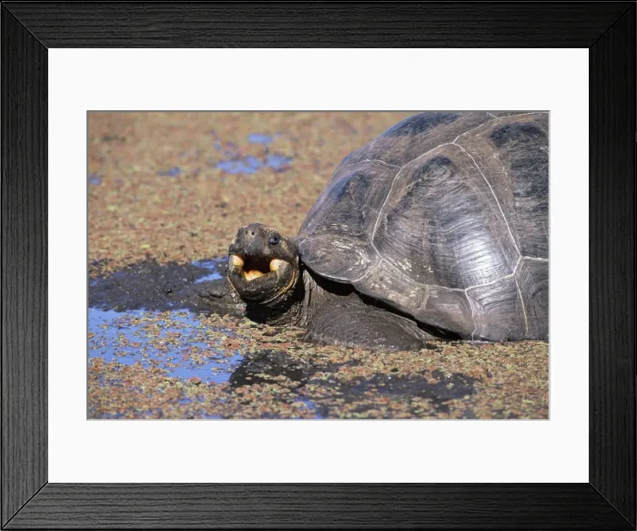 Framed Print : Galapagos Giant Tortoise - Indefatigable Island tortoise wallowing in pool Framed Print : Galapagos Giant Tortoise - Indefatigable Island tortoise wallowing in pool