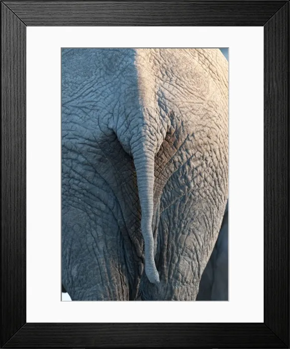 Framed Print : Elephant - close up of tail - Etosha National Park - Namibia Framed Print : Elephant - close up of tail - Etosha National Park - Namibia