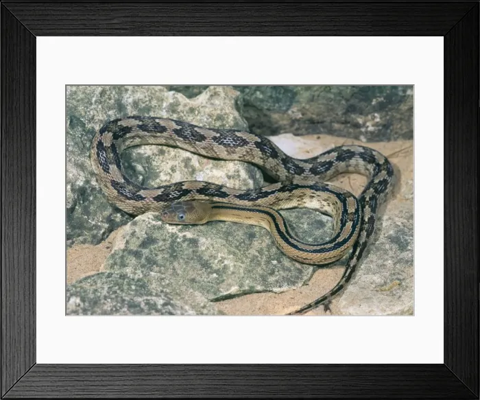 Framed Print : Trans-Pecos Ratsnake - Texas and Northern Mexico Framed Print : Trans-Pecos Ratsnake - Texas and Northern Mexico