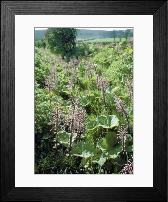 Framed Print : Butterbur. GKB-1713. BUTTERBUR. Petasites hybridus Framed Print : Butterbur. GKB-1713. BUTTERBUR. Petasites hybridus