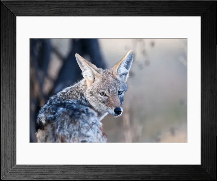 Framed Print : Black-backed jackal - close up of head looking over shoulder at camera - Etosha National Park - Namibia Framed Print : Black-backed jackal - close up of head looking over shoulder at camera - Etosha National Park - Namibia