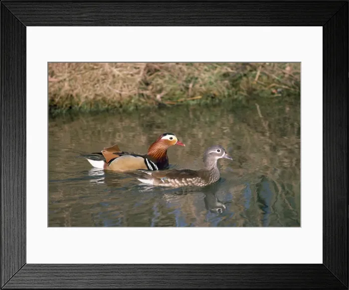 Framed Print : Mandarin Duck - male & female Framed Print : Mandarin Duck - male & female