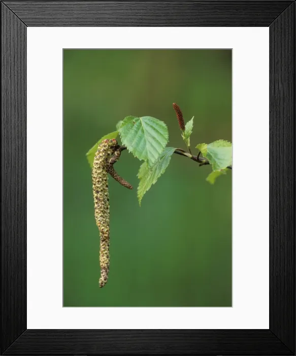 Framed Print : Silver Birch Male & female flowers Framed Print : Silver Birch Male & female flowers