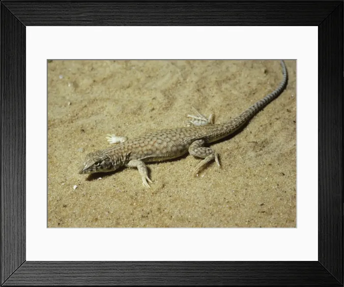 Framed Print : Bosk's Fringe-toed Lizard Framed Print : Bosk's Fringe-toed Lizard