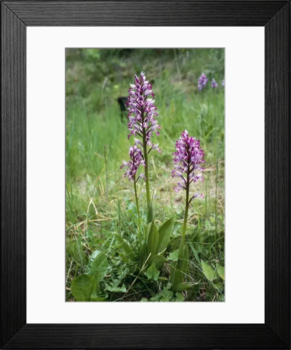 Framed Print : Military / Soldier Orchid - rare in UK. UK Framed Print : Military / Soldier Orchid - rare in UK. UK