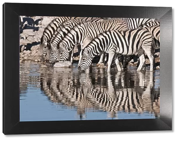 Common zebra - at water hole - group with reflections - Etosha National Park - Namibia