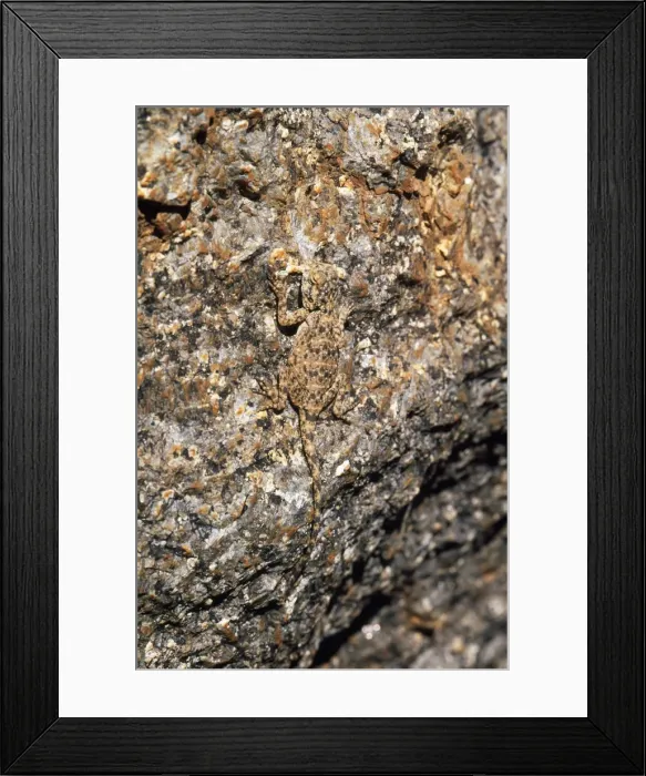 Framed Print : Southern Rock Agama Lizard - camouflage. Endemic South West Namibia Framed Print : Southern Rock Agama Lizard - camouflage. Endemic South West Namibia